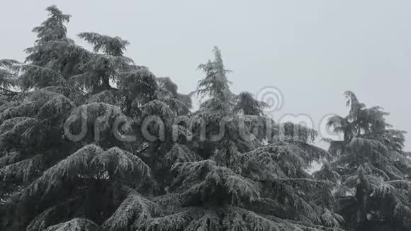 意大利博洛尼亚的森林在圣诞节的暴风雪下视频的预览图