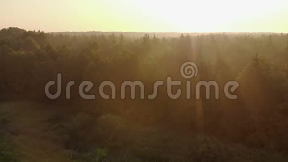 风景日出明亮的太阳在薄雾的草地上树木在一个晴朗的早晨一片自然的田园风光视频的预览图