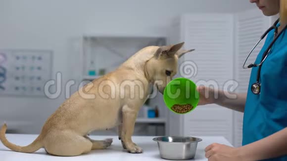 动物诊所工作人员喂狗把超级优质食物放进碗里医疗保健视频的预览图