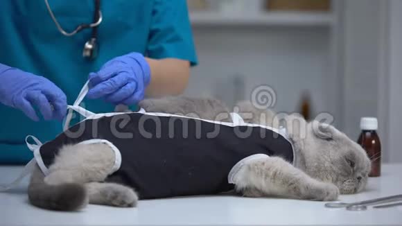 兽医用绷带包扎宠物阉割后紧张的猫视频的预览图