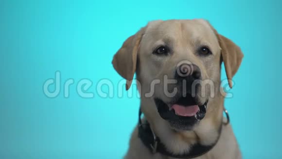 收养中心的雌性手抚摸着美丽的花梗狗最好的朋友视频的预览图