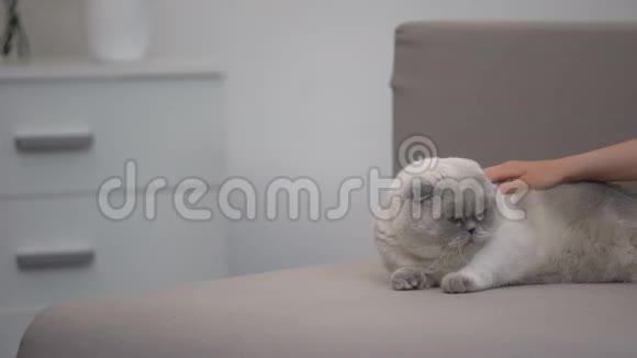 手抚摸躺在沙发上的懒猫注意和照顾宠物模板视频的预览图