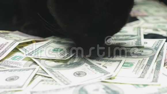 美元和一只黑猫视频的预览图