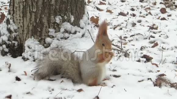 松鼠在冬天的森林里吃东西视频的预览图