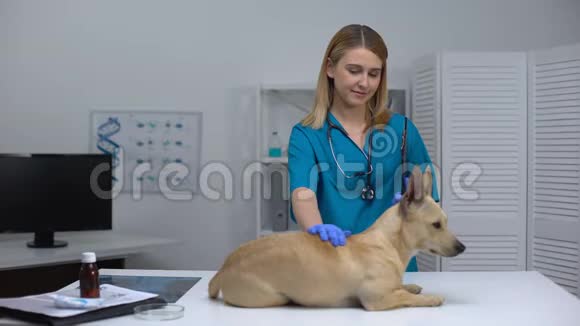 年轻的兽医专家在诊所治疗宠物检查前抚摸狗视频的预览图