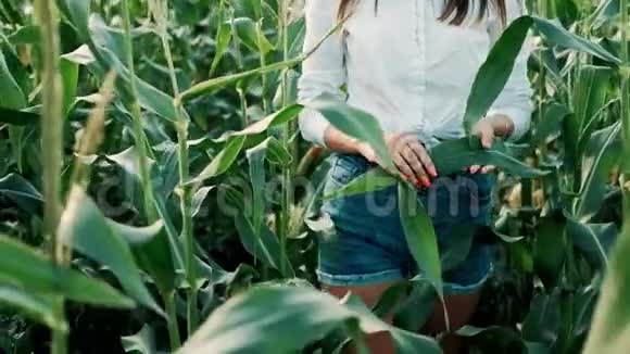 戴着帽子的年轻农民女孩手里拿着玉米笋慢慢地穿过玉米地特写镜头培养视频的预览图