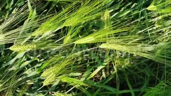 收获前绿色麦粒的俯视图农业视频的预览图