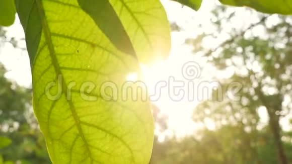 阳光透过热带绿叶树闪闪发光视频的预览图