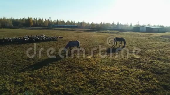 农场放牧的羊群和马匹的鸟瞰图视频的预览图