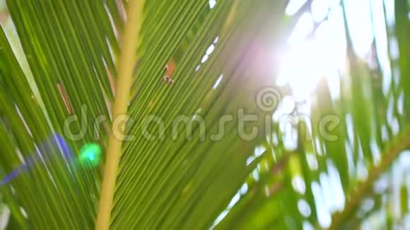 椰子棕榈树叶阳光照耀背景视频的预览图