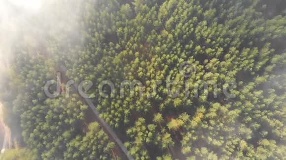 空中无人驾驶飞机从上面看到乡村公路上常绿针叶松林覆盖着蓬松的早晨视频的预览图