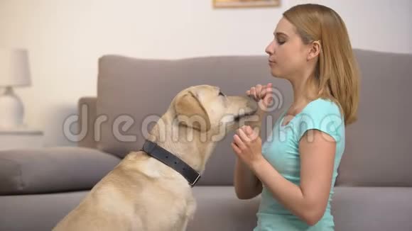 笑容可掬的女人开玩笑地给狗狗喂食以表示良好的行为宠物的赞美视频的预览图