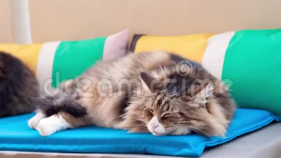 猫睡在彩色枕头上的时间流逝视频的预览图