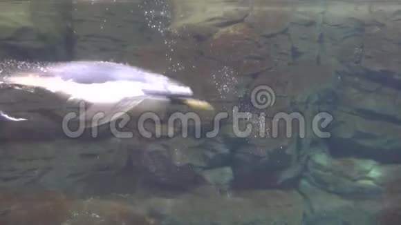企鹅游泳和泡泡视频的预览图