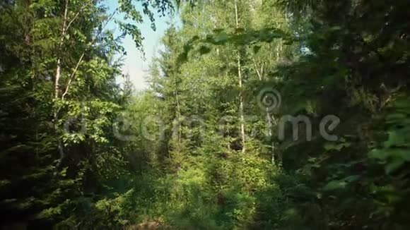 在阳光明媚的夏日蓝蓝的森林边缘的全景视频的预览图