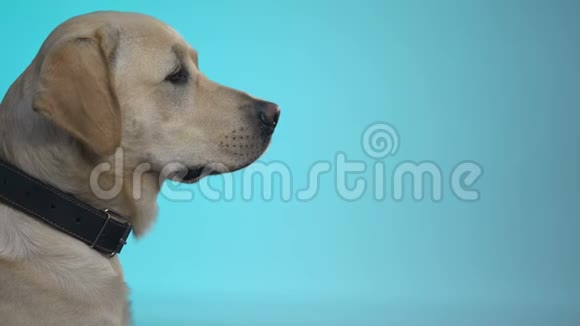 可爱的拉布拉多犬从雌性手中吃超级优质食物完全营养视频的预览图