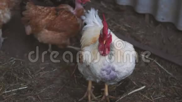 在农村鸡舍里种鸡视频的预览图