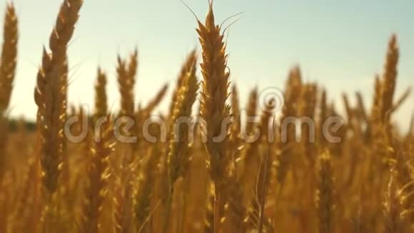 田野里美丽的麦穗随风飘动收获阳光下金黄的玉米穗生产粮食视频的预览图