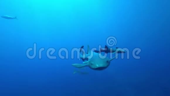 在伯利兹圣佩德罗的埃斯梅拉达珊瑚礁鲨鱼护士用鱼翅拍摄摄像机视频的预览图