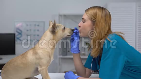 在诊所接受宠物检查前真诚的女兽医用手喂狗视频的预览图