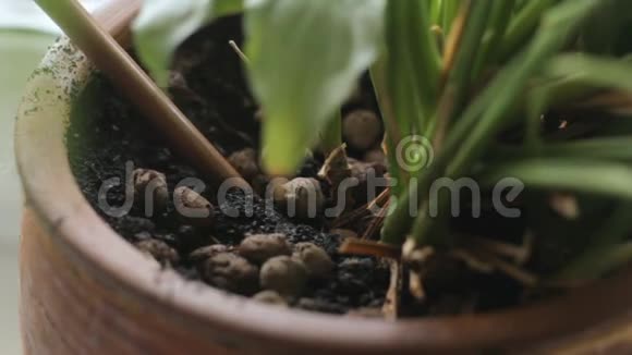 除草植物穗轴木棍视频的预览图