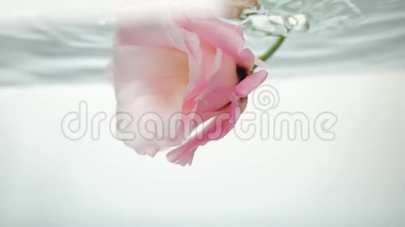 淡粉色的黑色岩芯是在冰冷清澈的水中一股水流从上面倾泻到一朵花上视频的预览图