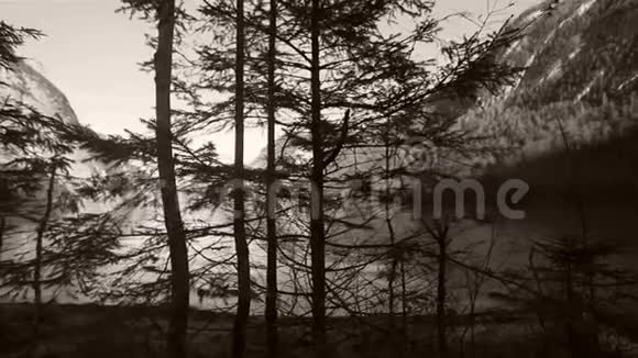 树枝间的塞恩湖视频的预览图