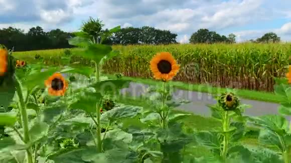 沿着向日葵骑行背景是玉米地视频的预览图