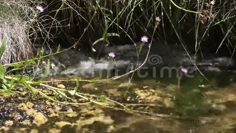 水流在草木和花之间视频的预览图