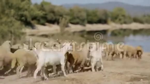 成群的山羊和绵羊奔向池塘视频的预览图