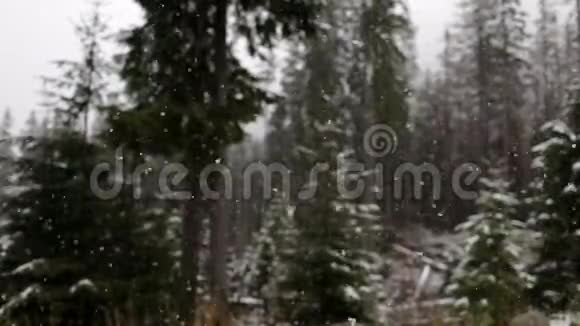 森林背景下的雪慢动作森林和田野覆盖着厚厚的一层雪新年冬季大雪视频的预览图
