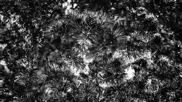 装饰茂盛的灌木在风中摇曳单色视频视频的预览图