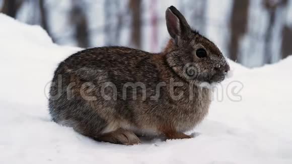 雪鞋兔美洲豹或各种野兔摩擦他的鼻子和胡须在冬天的雪上觅食视频的预览图