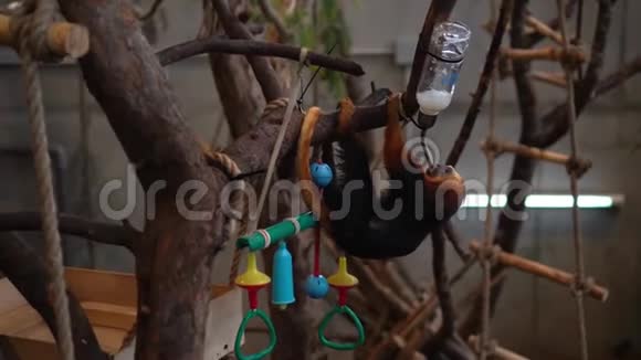 金头狮子塔马林猴子喝特殊烧瓶的水万向节运动视频的预览图