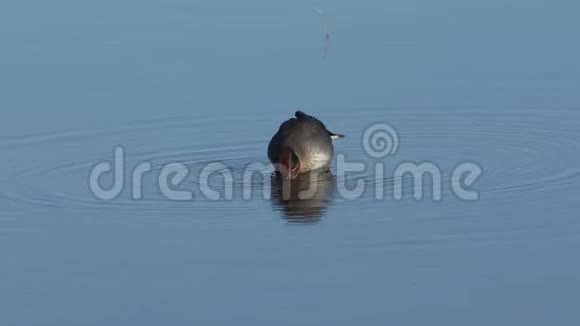 一个令人惊叹的雄性TealAnasCrecca在诺福克海岸的淡水湖边缘觅食和捕食视频的预览图