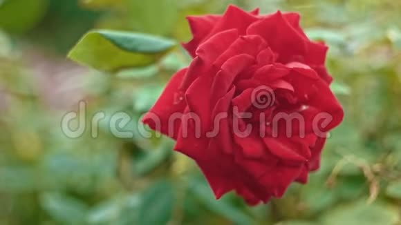 新鲜的大玫瑰随风而逝视频的预览图