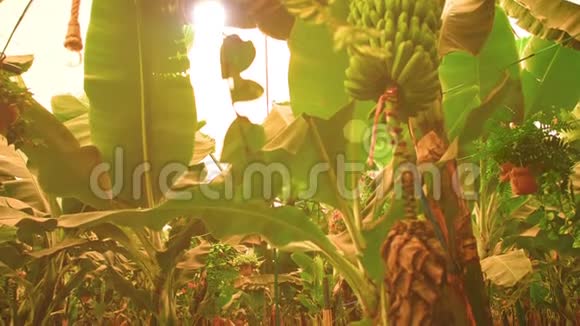阳光下的香蕉种植园种有许多绿色香蕉生长的树巨大的叶子和农场有机视频的预览图