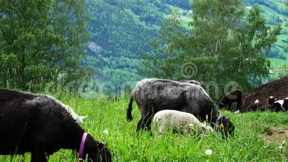 羊羊和羔羊在牧场的草地上安全地放牧视频的预览图