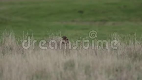 在英国一个黑风的日子里一只沼泽子环肌在长长的草地上休息视频的预览图