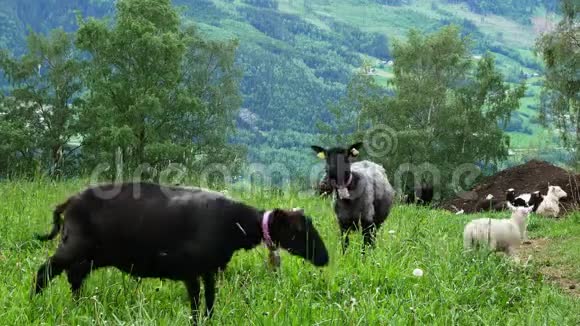 黑羊摇着头大声摇铃吓唬附近的一只羔羊因为其他羊在吃草羔羊在玩耍视频的预览图