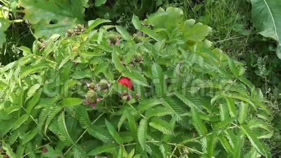 有新鲜浆果的覆盆子灌木视频的预览图