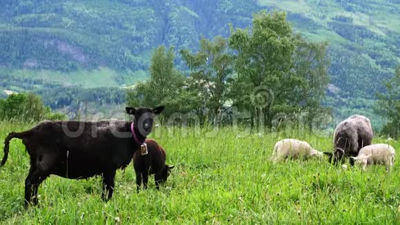 羊羊和羔羊在牧场的青草上放牧附近的羊在吃东西的时候会小心翼翼地环顾四周视频的预览图