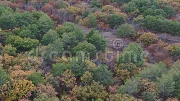 山坡上树木的背景混合的秋天森林云杉松和橡树灰和榆树视频的预览图