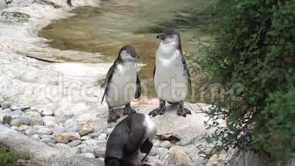 三只美丽的成年企鹅近在咫尺视频的预览图