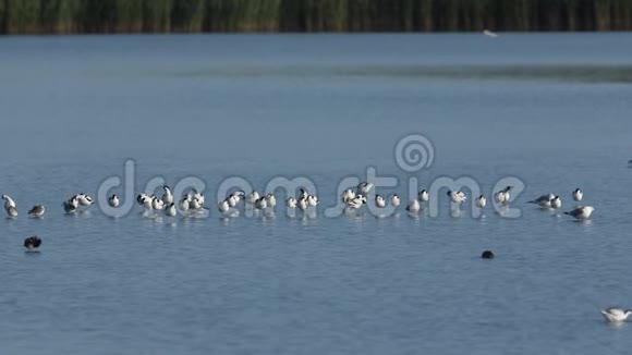 在淡水河口与其他涉水鸟类一起休息捕食和觅食的一群阿沃塞特视频的预览图