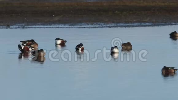 在诺福克海岸的一个淡水湖边休息和捕食的一群小鸭子视频的预览图