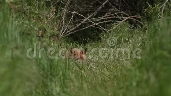 可爱的野生红狐狸幼崽外阴在他们的巢穴入口的长草中觅食几场混战爆发了视频的预览图