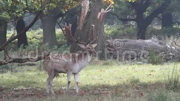 一只休养的鹿大马大马在发情季节站在树林里视频的预览图