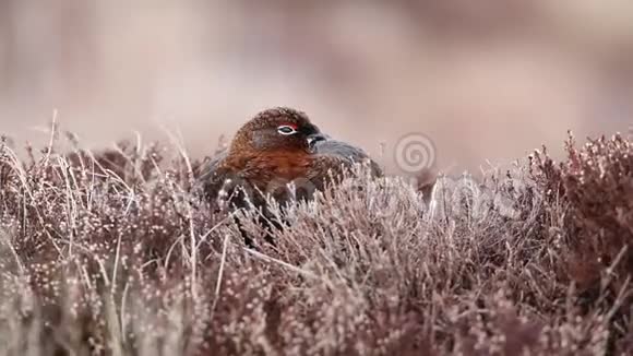 一只红色的松鸡拉各布斯拉各布斯在一个寒冷的大风天在苏格兰高地的石南丛中坐下视频的预览图