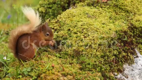 一种甜的红松鼠在苏格兰高地苔藓的河岸上觅食视频的预览图
